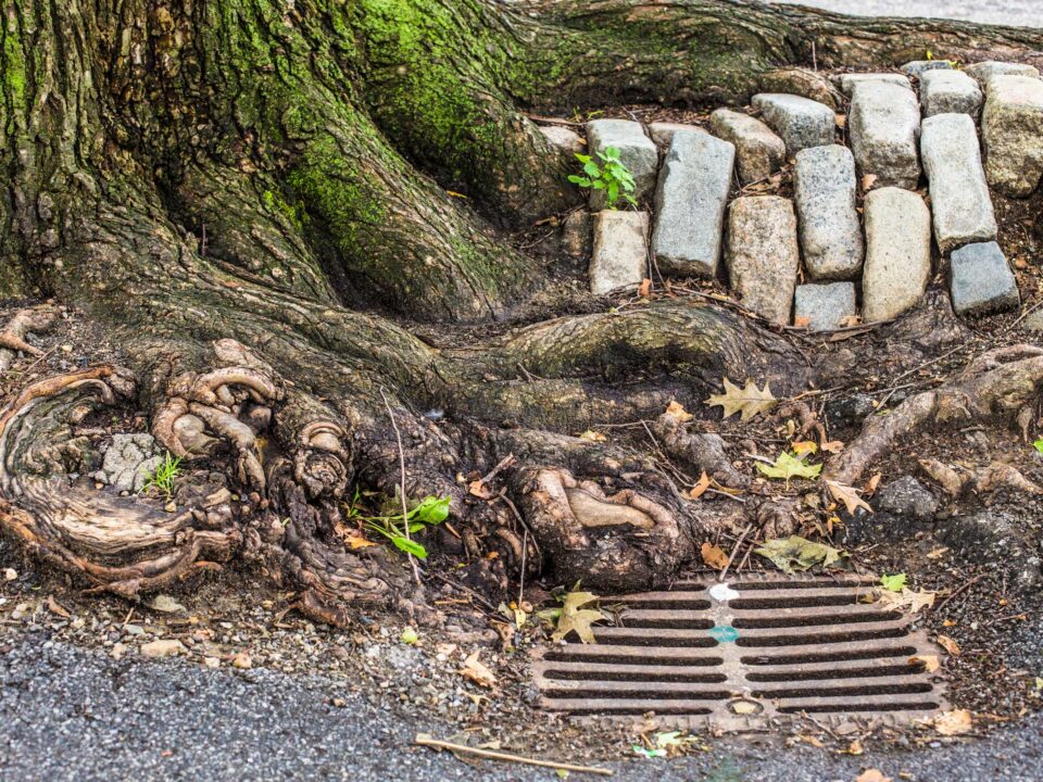 Tree roots lifting paving above a drain line